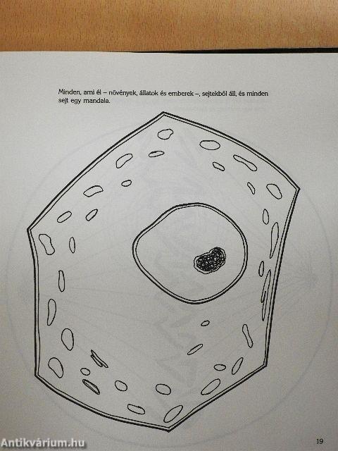 A mandalák világa