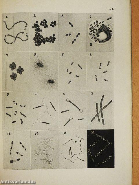 Sebészi pathologia