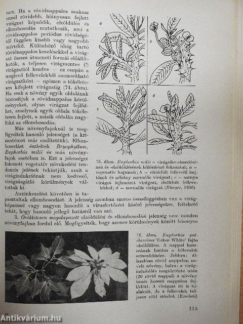 Virágképződés és virágfejlődés