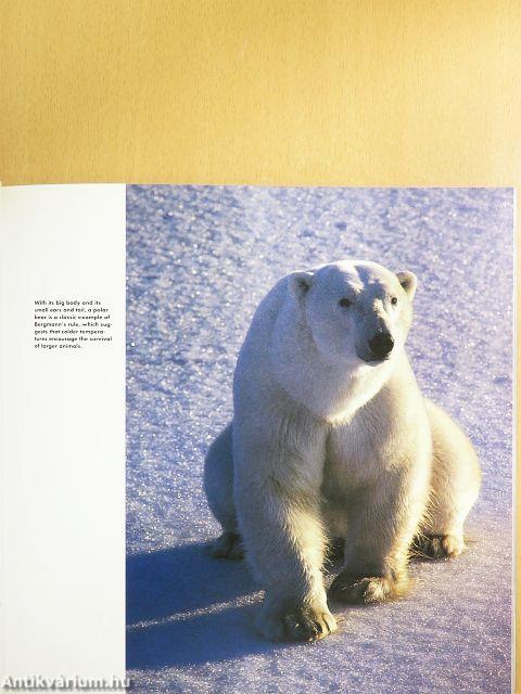 Polar Bear