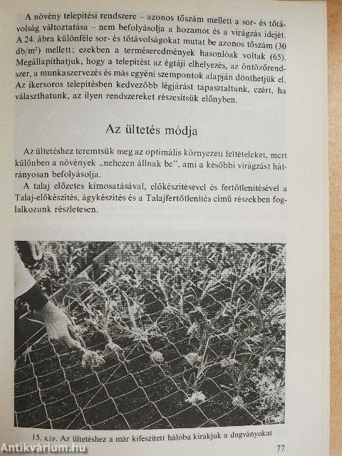 Szegfű az üvegházban és a szabadföldön