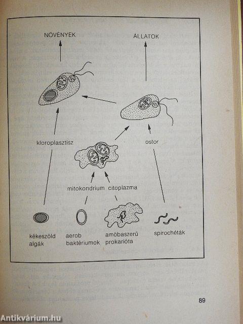 Evolúciós rendszerek