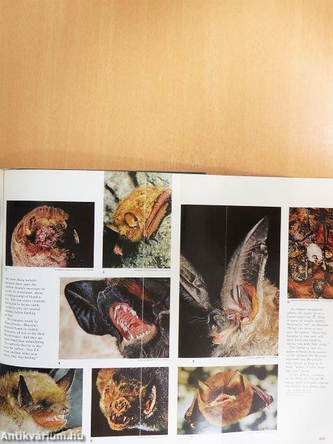 National Geographic 1973. I-II. (nem teljes évfolyam)