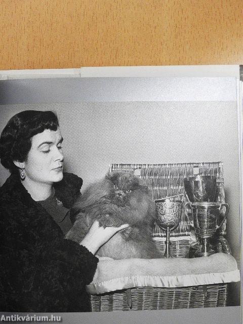 Cicák - képkavalkád