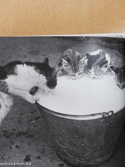 Cicák - képkavalkád