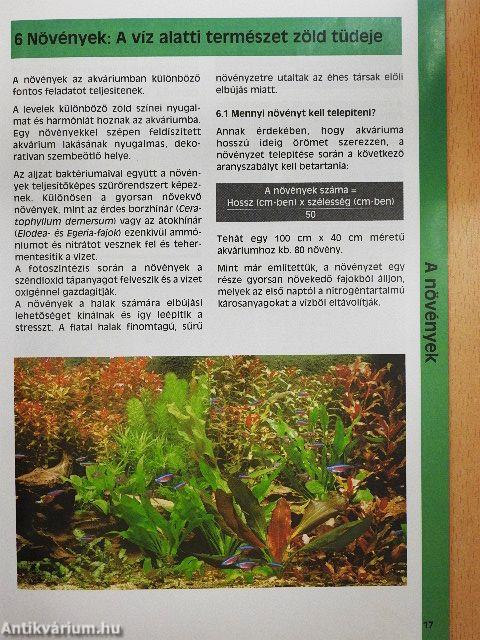 Így rendezem be akváriumomat