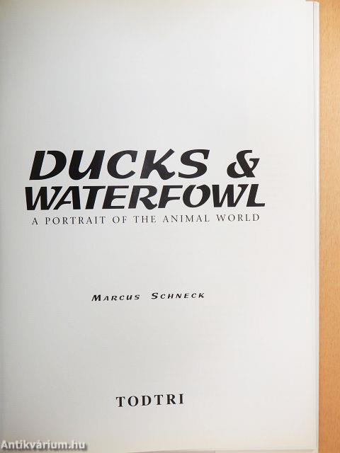 Ducks & Waterfowl