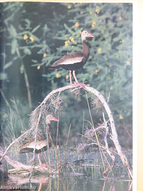 Ducks & Waterfowl