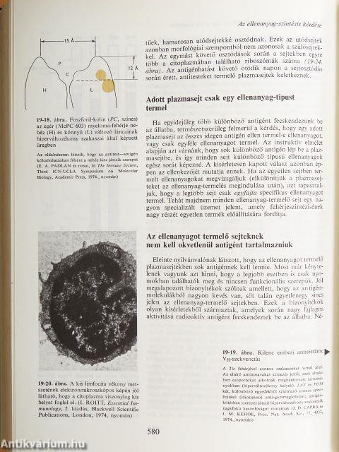 A gén molekuláris biológiája