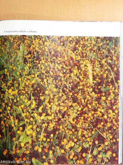 Barátom a természet