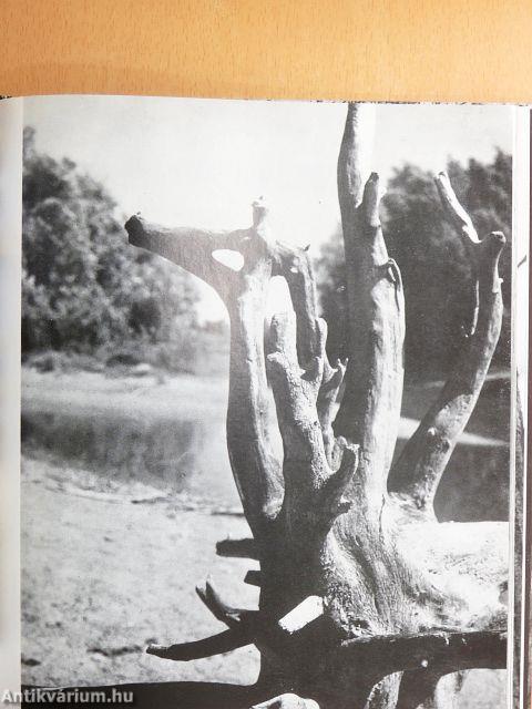 Barátom a természet