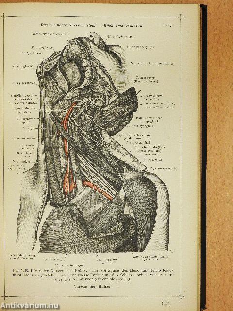 Anatomischer Atlas für studierende und Ärzte VI.