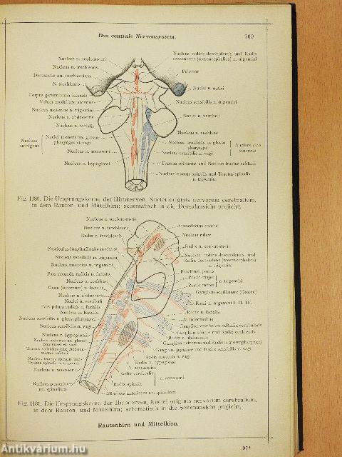 Anatomischer Atlas für studierende und Ärzte VI.