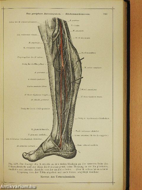 Anatomischer Atlas für studierende und Ärzte VI.