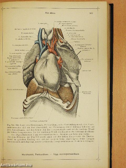 Anatomischer Atlas für studierende und Ärzte V.