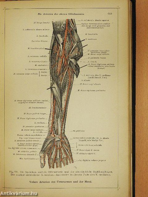 Anatomischer Atlas für studierende und Ärzte V.