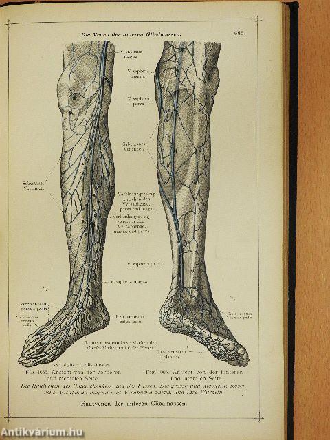 Anatomischer Atlas für studierende und Ärzte V.