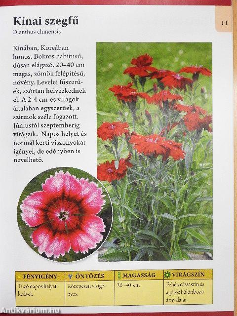 Balkonládák egynyári virágai