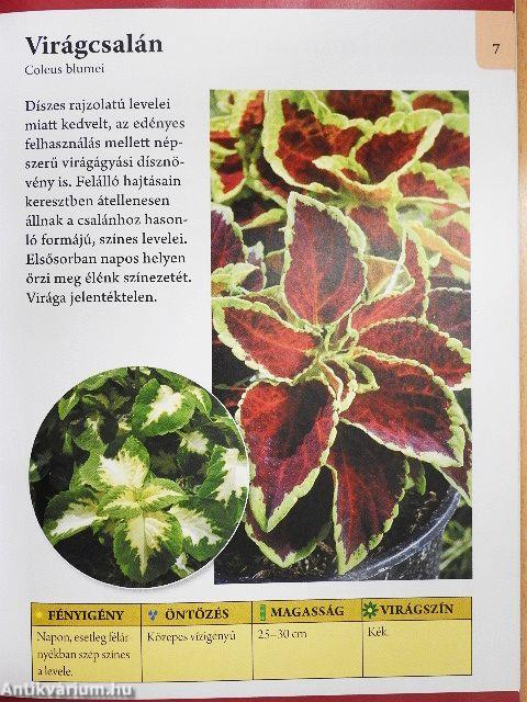 Balkonládák egynyári virágai