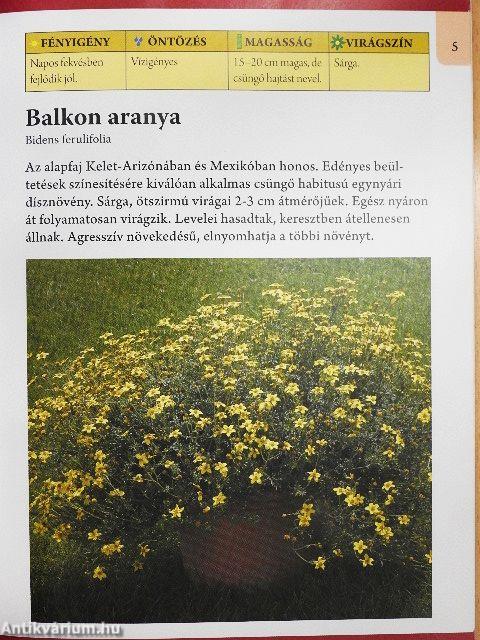 Balkonládák egynyári virágai