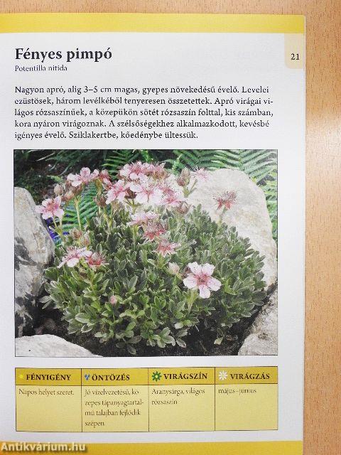 Sziklakertbe való évelő virágok