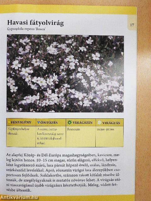 Sziklakertbe való évelő virágok