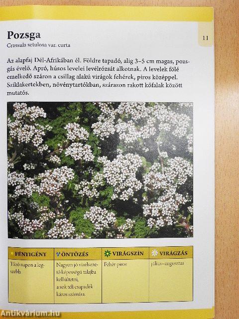 Sziklakertbe való évelő virágok