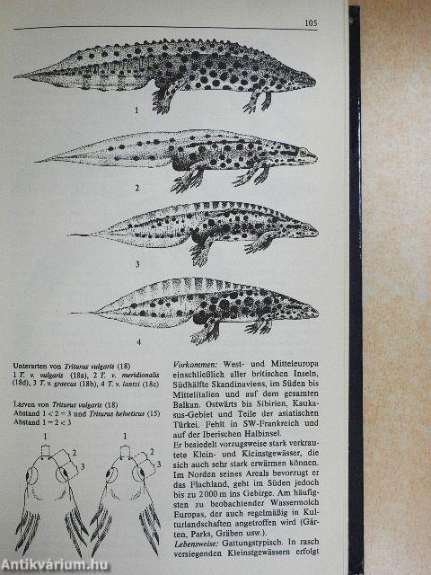 Lurche und Kriechtiere Europas