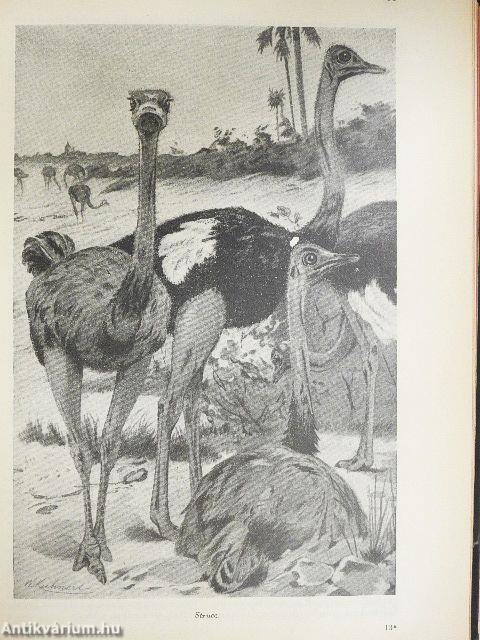 Brehm - Az állatok világa