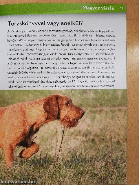 Magyar vizsla