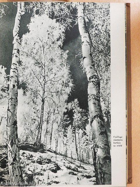 Végtelen vadászmezőkön