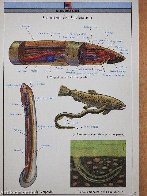 Zoologia - Vertebrati