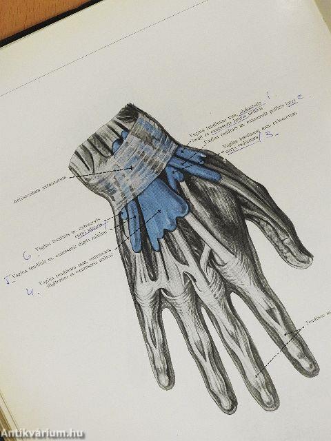 Az ember anatómiájának atlasza 1-3.