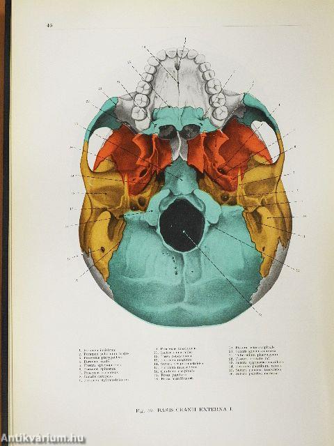 Az ember anatómiájának atlasza 1-3.