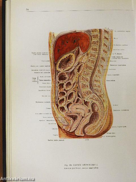 Az ember anatómiájának atlasza 1-3.