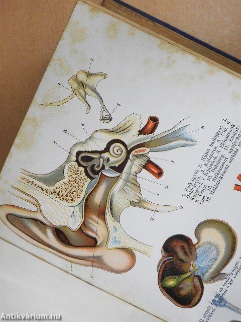 A Család egészsége