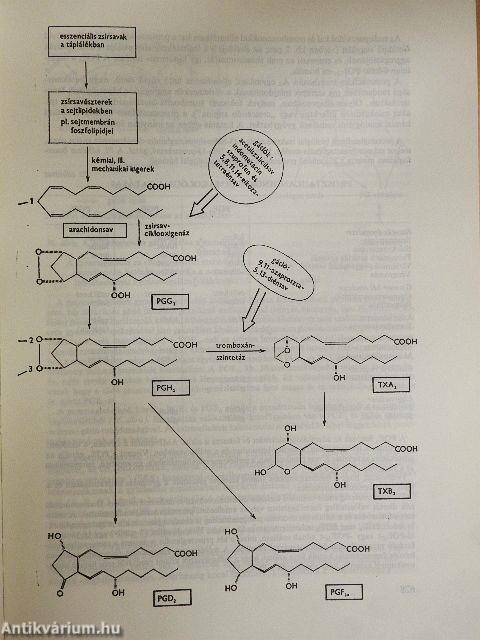 Gyógyszertan 2. (töredék)