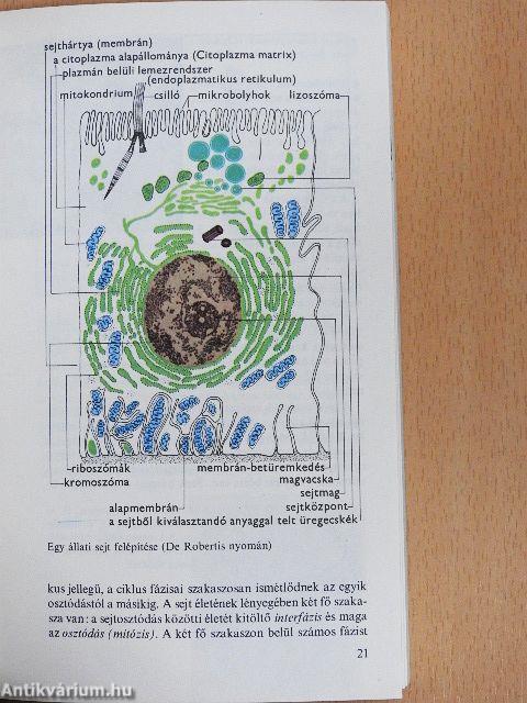 Genetikai ábécé