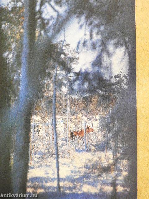 Norma - Vom Jagen und Schießen