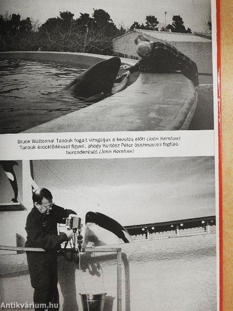 A türelmes elefánt