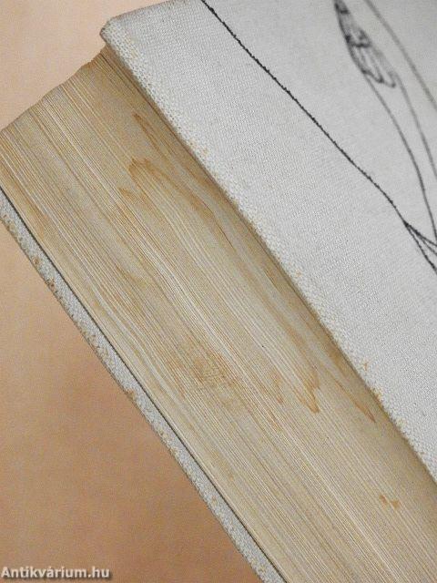 Ditte, az ember lánya