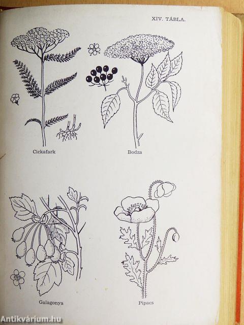 Gyógyító természet