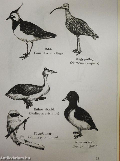 Ásványok világa - Tájunk madarai