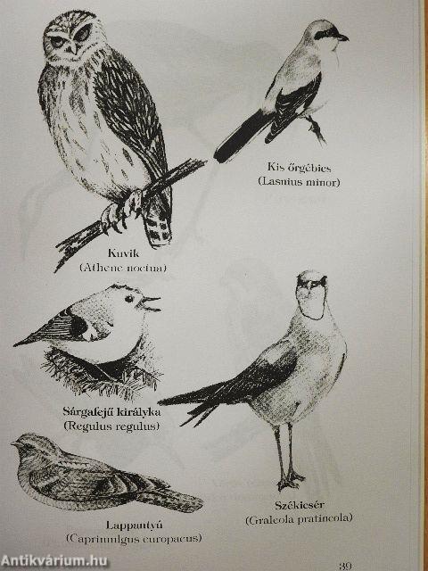 Ásványok világa - Tájunk madarai