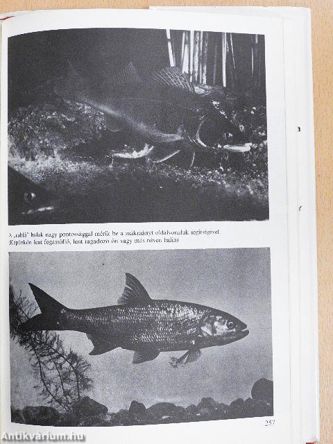 Eleven találmányok