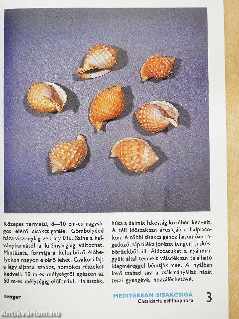 A tengerek ékszereiről