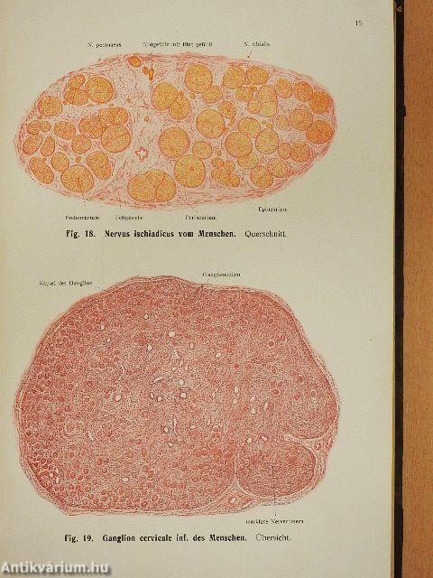 Rauber's Lehrbuch der Anatomie des Menschen Abteilung 5. (töredék)