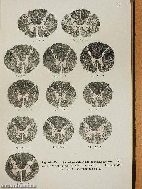 Rauber's Lehrbuch der Anatomie des Menschen Abteilung 5. (töredék)