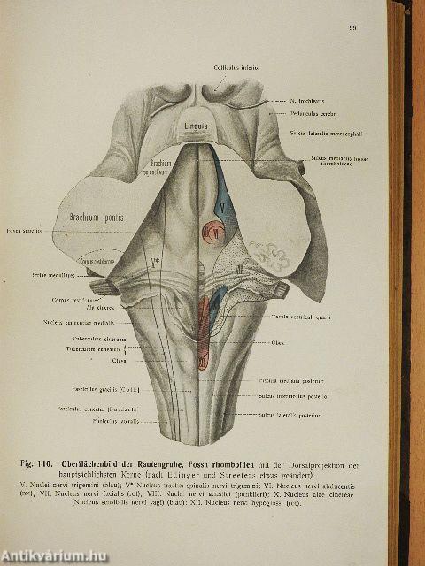 Rauber's Lehrbuch der Anatomie des Menschen Abteilung 5. (töredék)