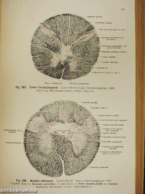 Rauber's Lehrbuch der Anatomie des Menschen Abteilung 5. (töredék)